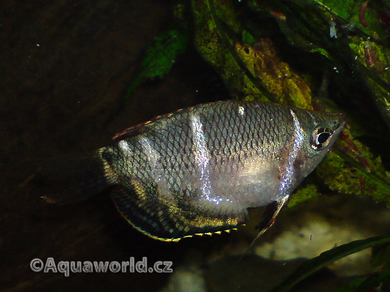 Sphaerichthys osphromenoides - Čichavec Čokoládový