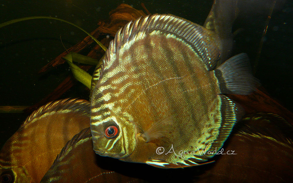 Symphysodon aequifasciatus aequifasciatus - Terčovec Zelený