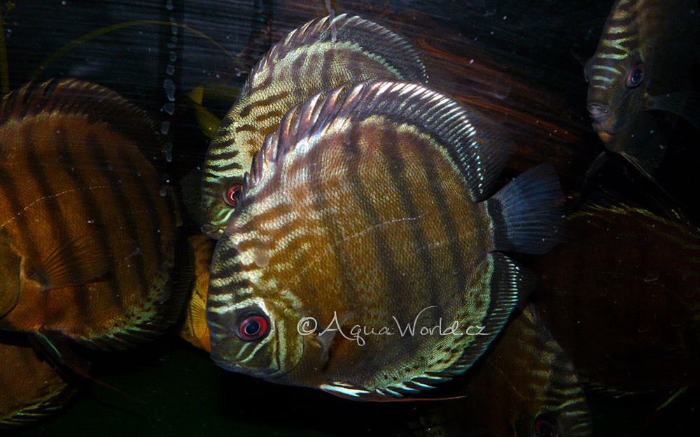 Symphysodon aequifasciatus aequifasciatus - Terčovec Zelený