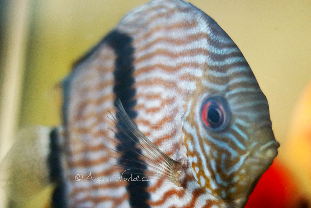 Symphysodon discus - Terčovec Pravý (červený)