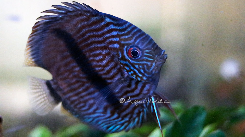 Symphysodon discus - Terčovec Pravý (červený)