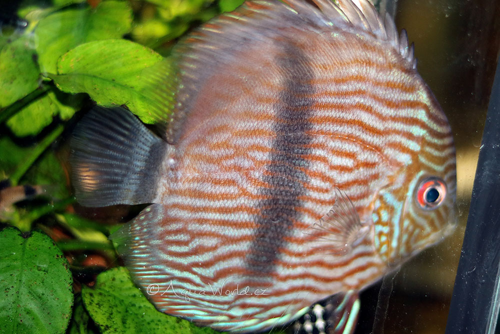 Symphysodon discus - Terčovec Pravý (červený)