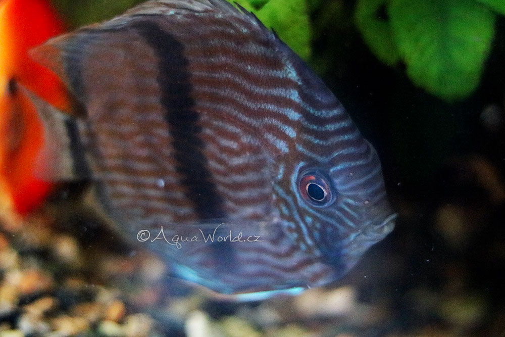 Symphysodon discus - Terčovec Pravý (červený)