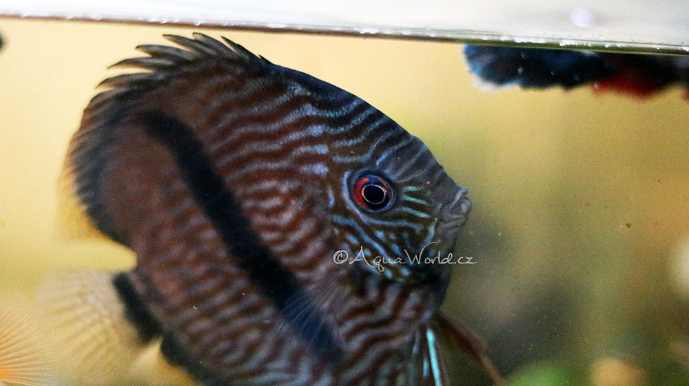 Symphysodon discus - Terčovec Pravý (červený)